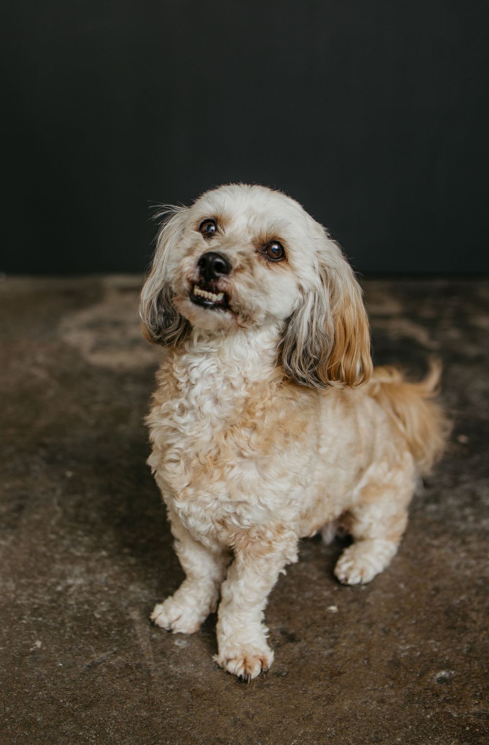 White and tan mixed breed dog showing teeth in playful expression against dark backdrop.