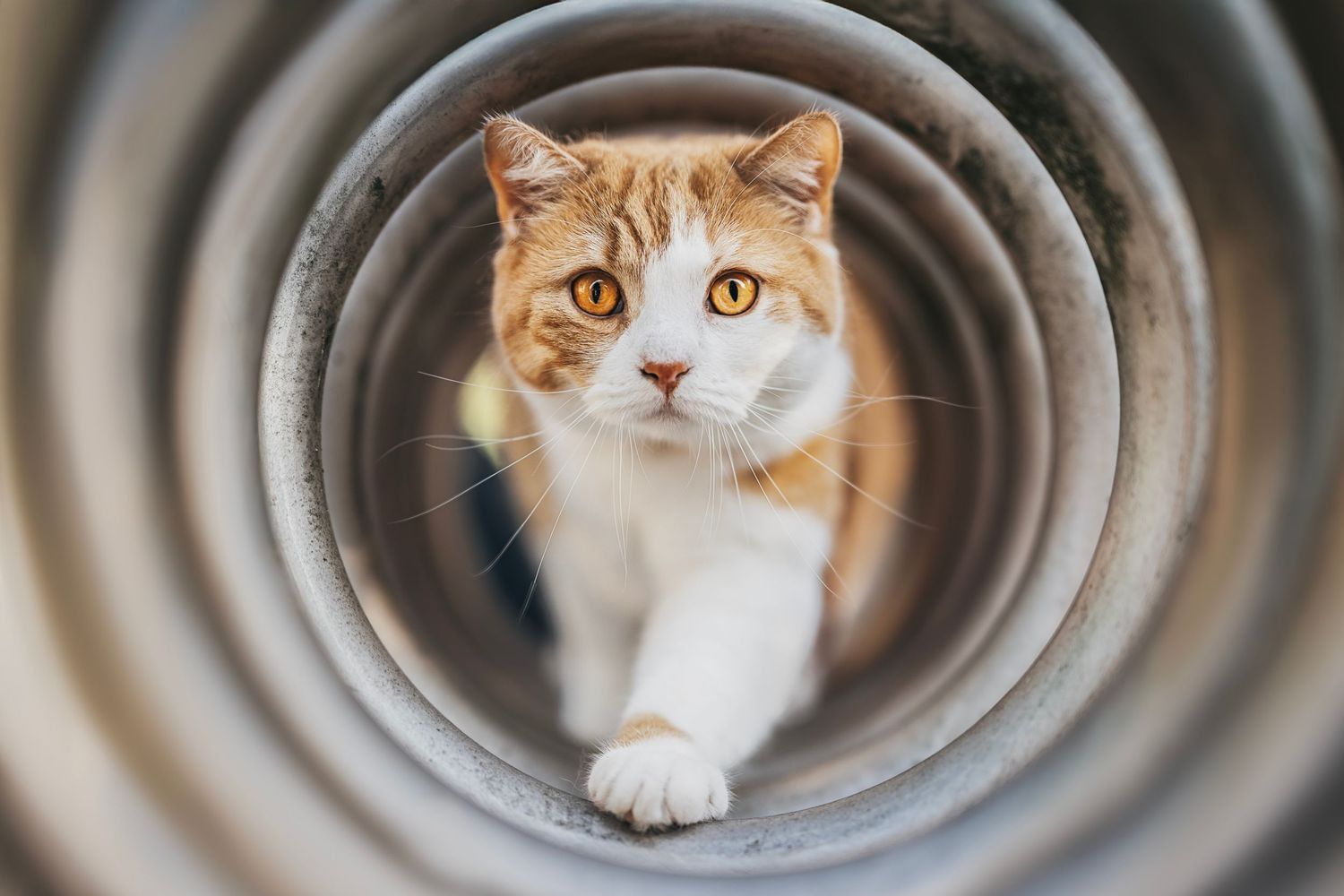 Orange and white British Shorthaired cat peering through a circular tunnel or pipe with a curious expression.