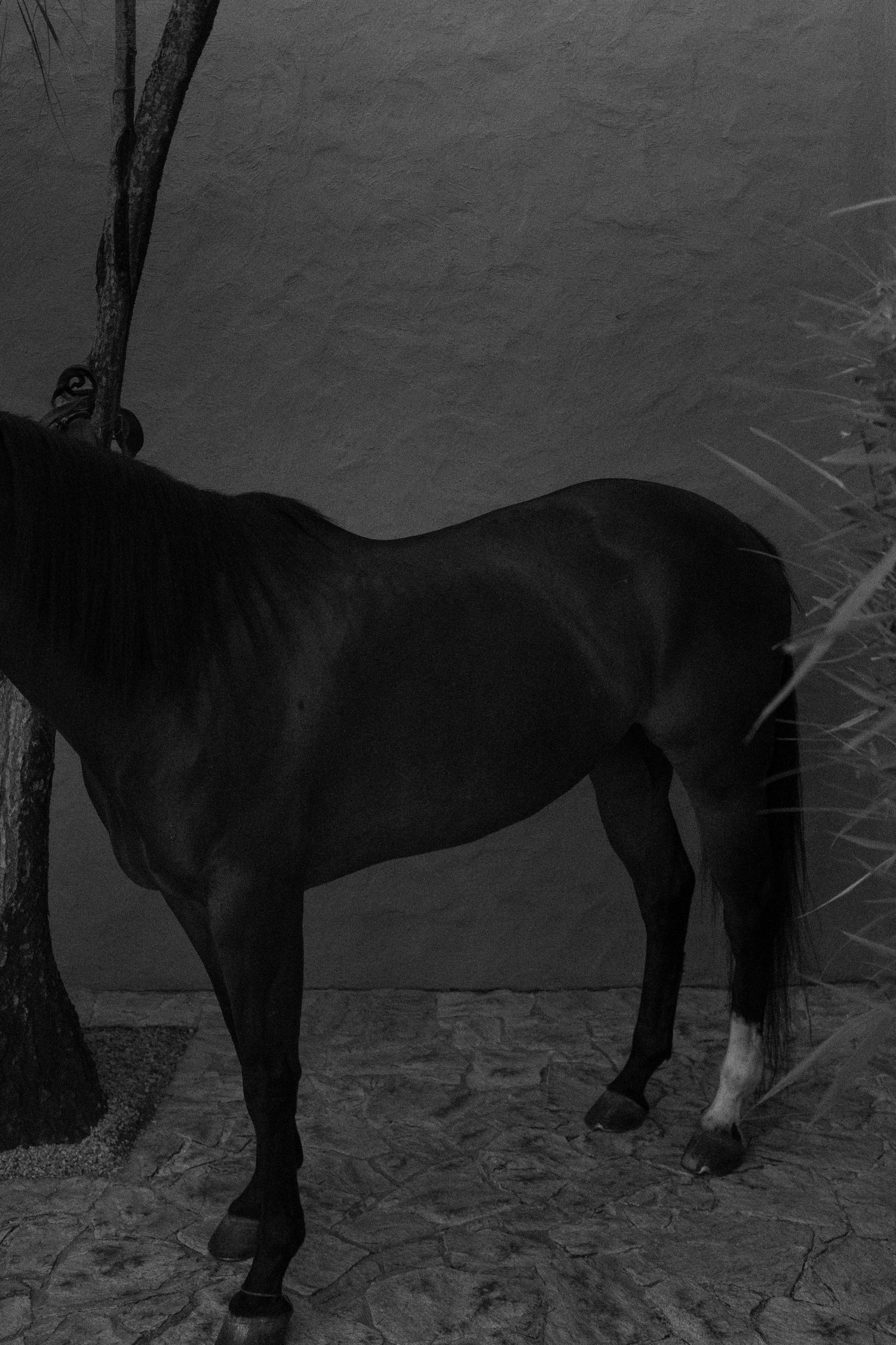 Black and white photograph showing silhouettes of horses standing in a row.