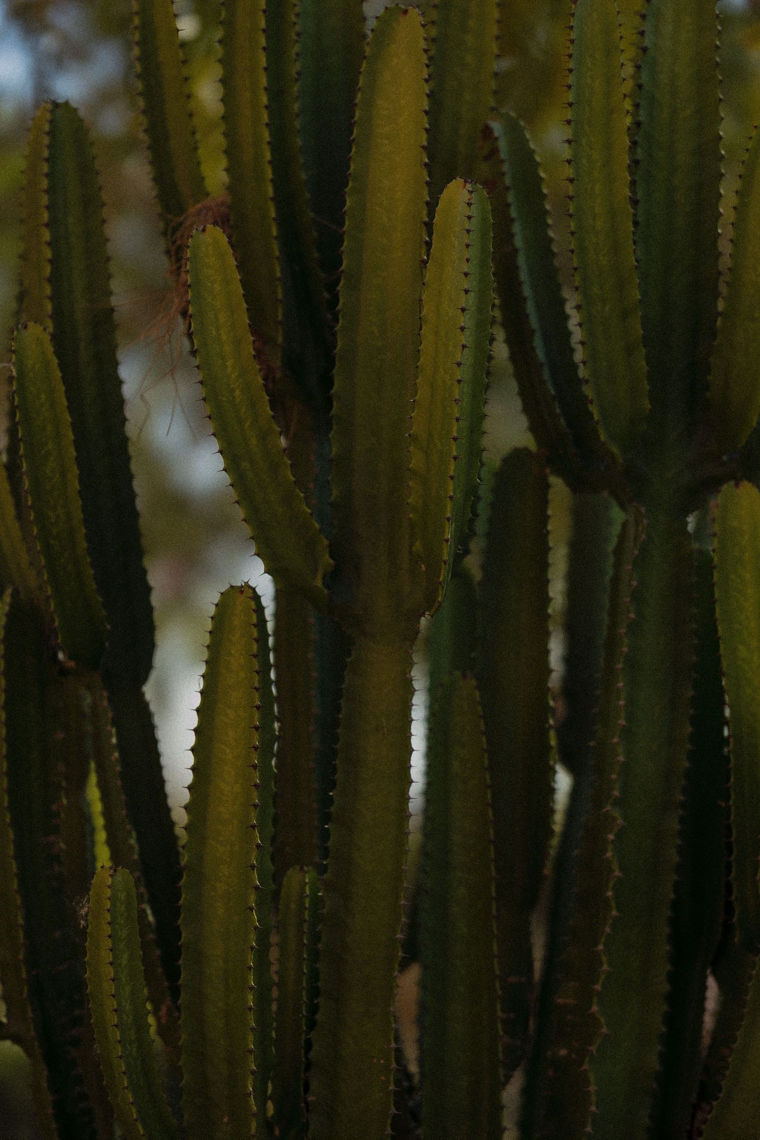 Close-up view of tall green cactus stems growing in a desert landscape.