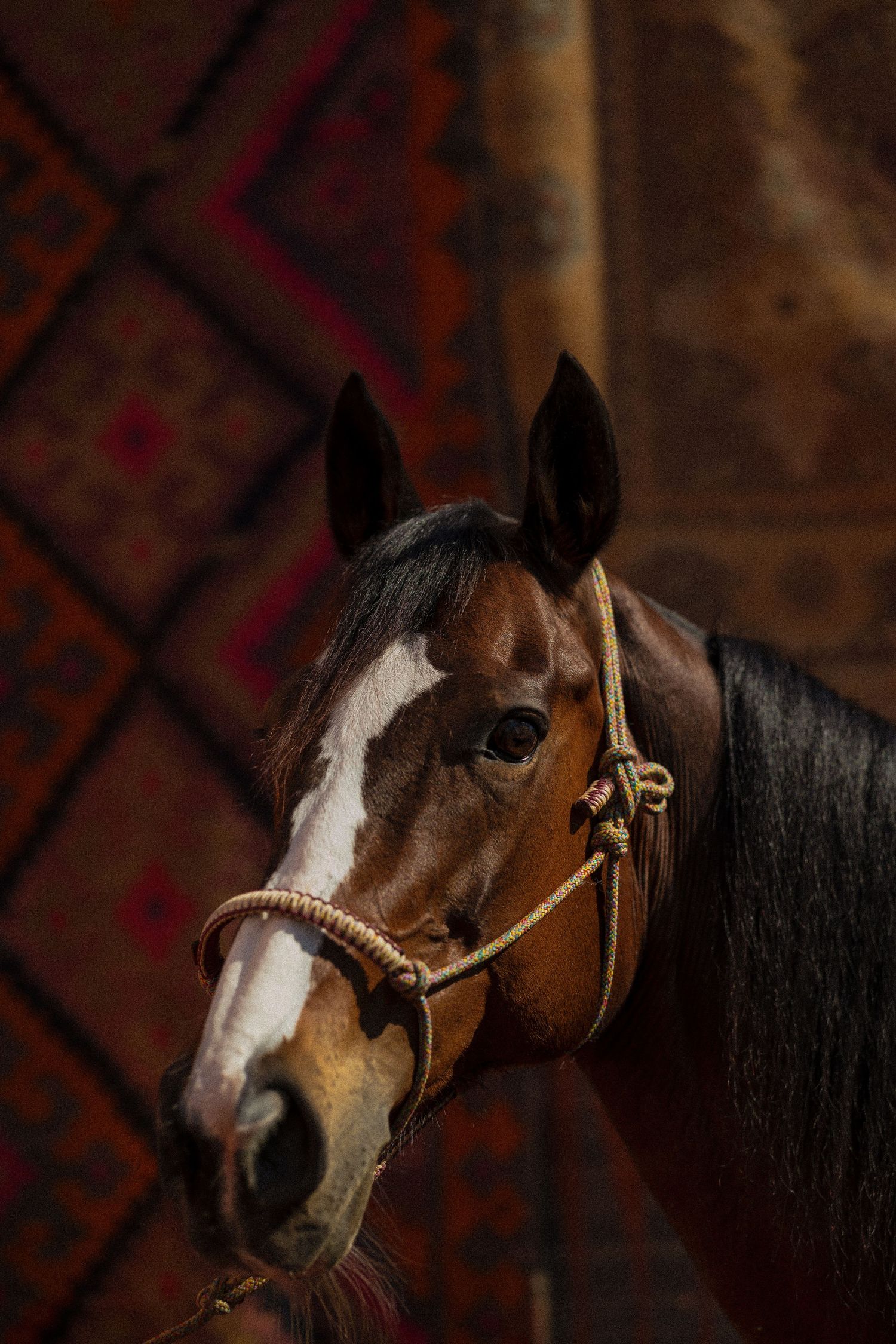 Close-up portrait series of a brown and white horse with expressive eyes against a dark background.