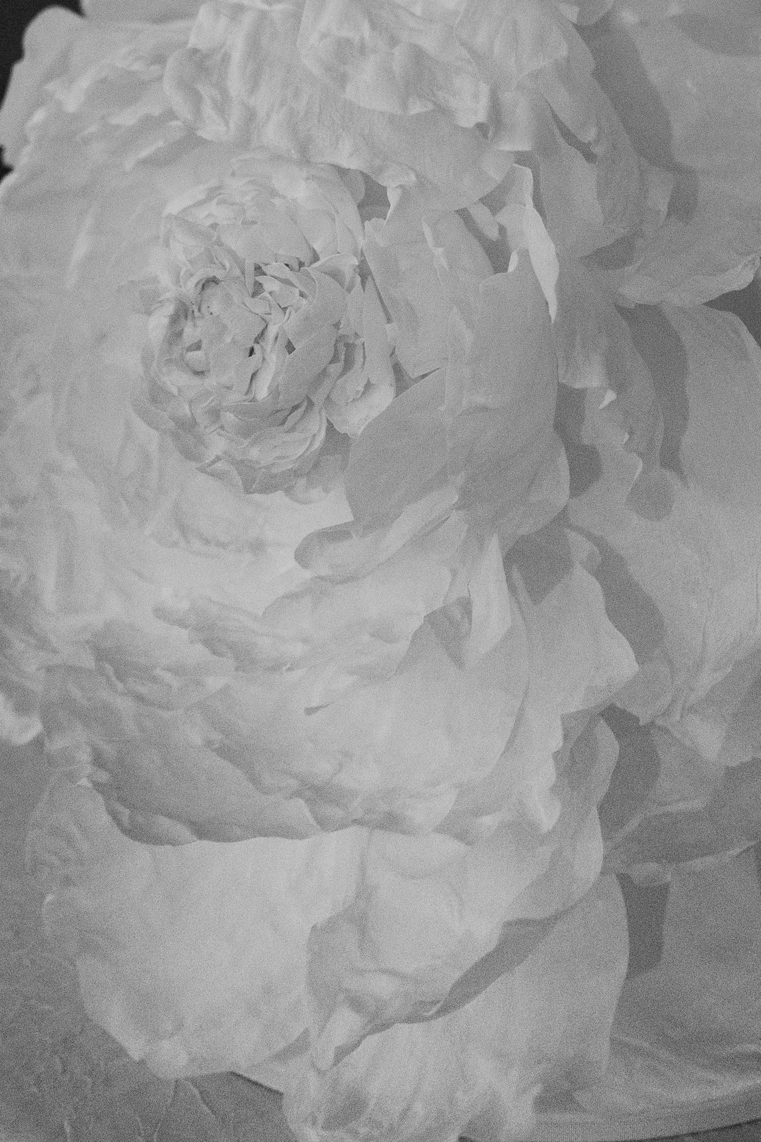 Close-up view of delicate white peony petals in soft focus showing the flower's layered texture and ethereal beauty.