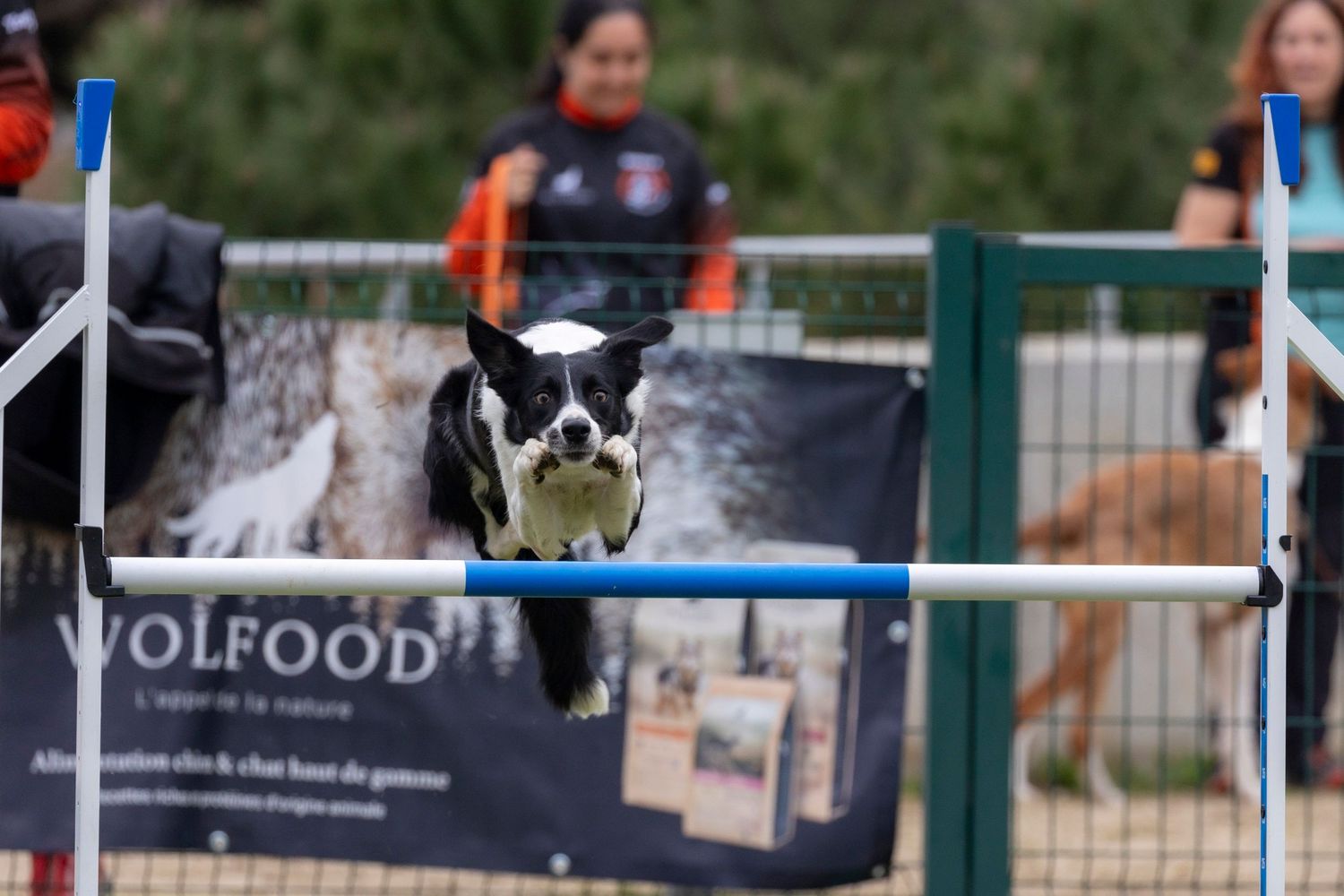 Un dinámico border collie salta con gran concentración un obstáculo de agility, demostrando su destreza atlética.