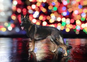 Colorful bokeh lights creating a festive background pattern.