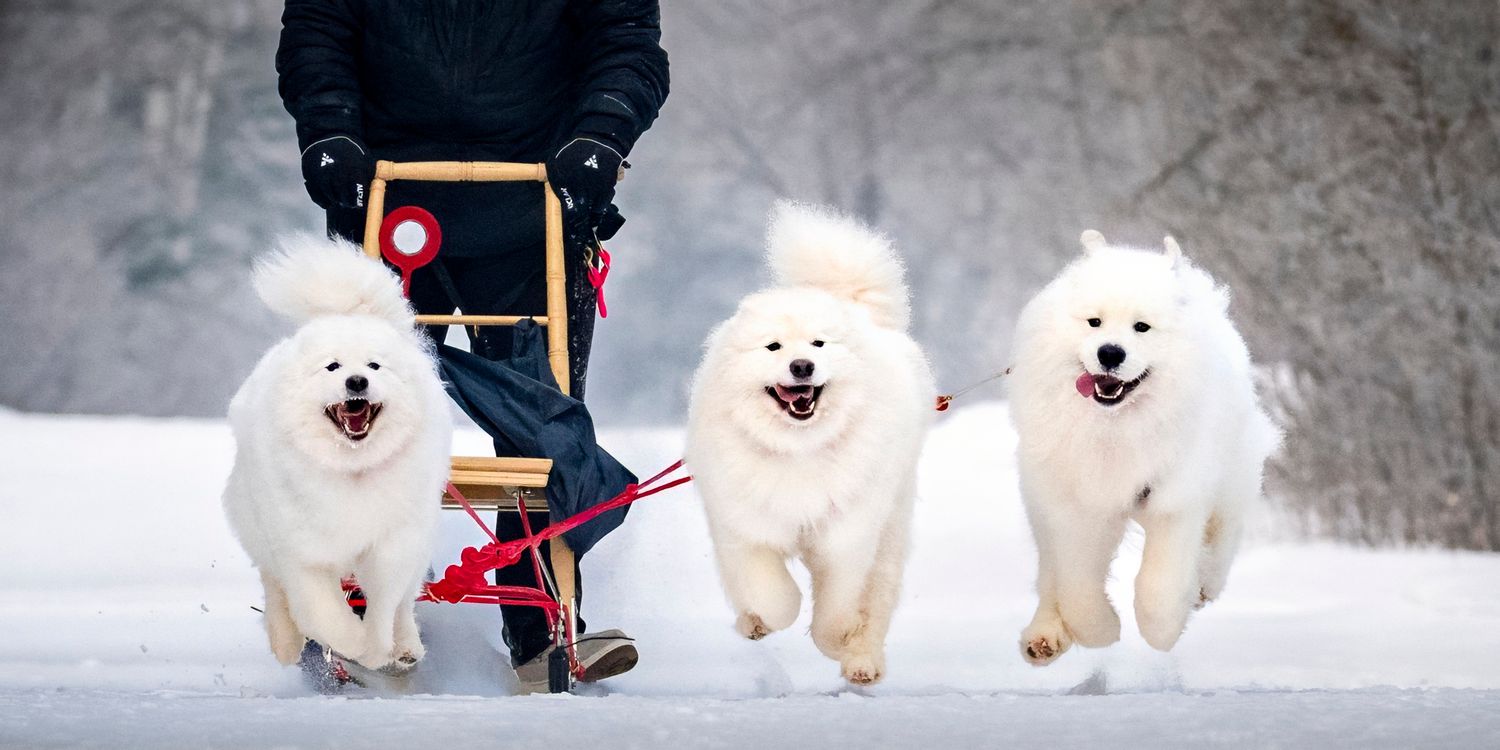 A group of playful white Samoyed dogs running and playing together in the snow during winter.