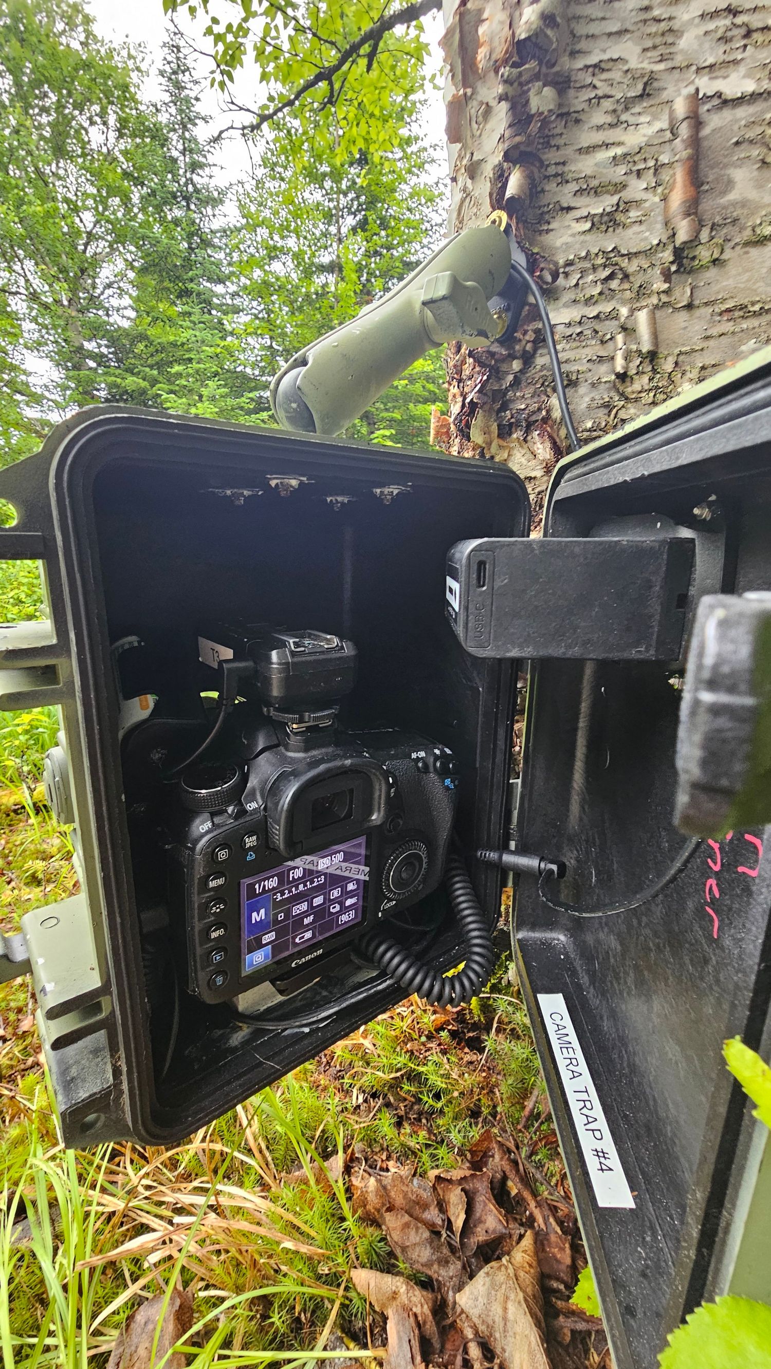 Canon DSLR camera inside a weatherproof Pelican case mounted on a birch tree in a forest.