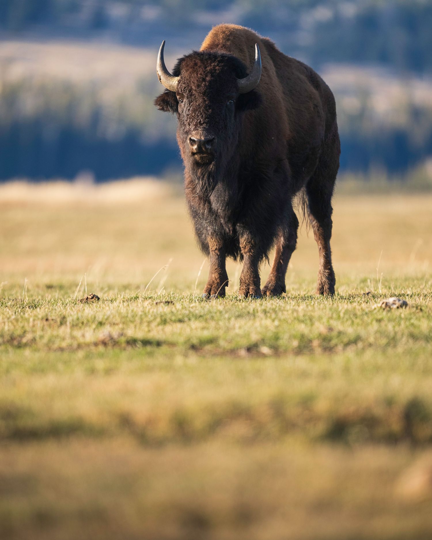 A panoramic sequence of American bison walking across a grassy field in golden sunlight.