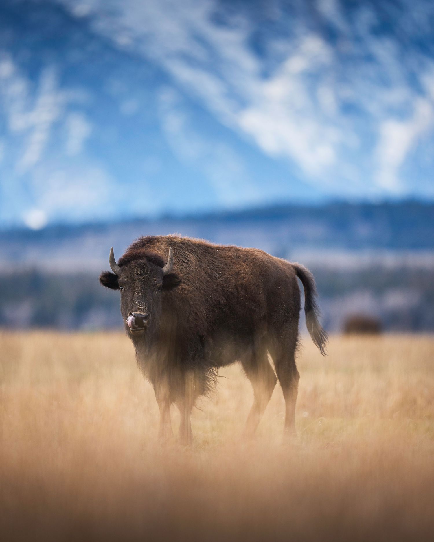 American bison stands majestically in golden prairie grass against a backdrop of mountains and blue sky.