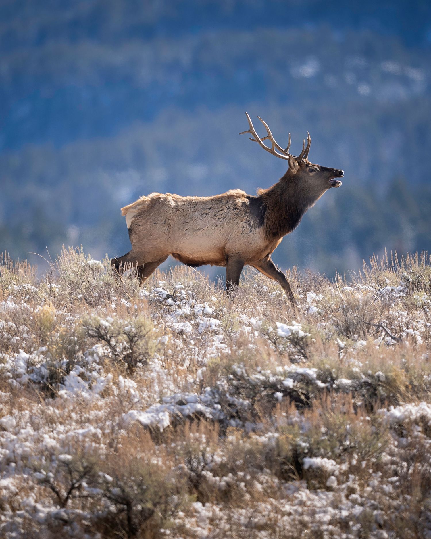 A majestic bull elk stands alert on a snowy hillside against a blue mountain backdrop in winter.