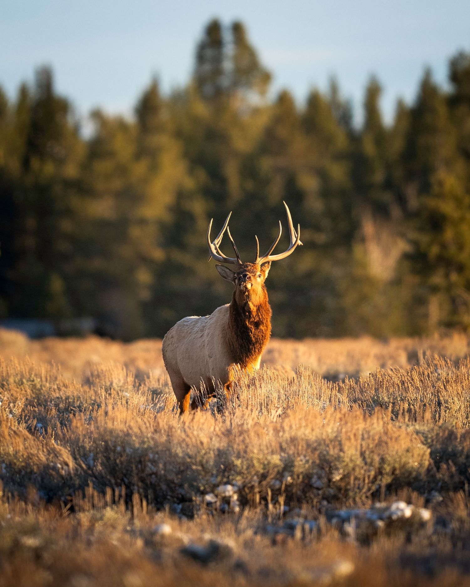 Bull elk with large antlers stands in golden grassland at sunset with evergreen forest in background.