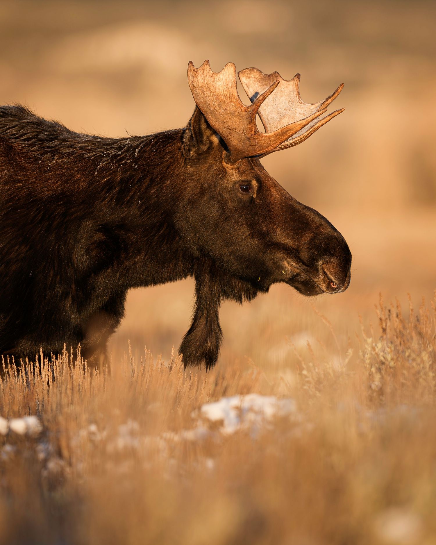 A majestic bull moose with large antlers stands in a golden field during sunset or sunrise.