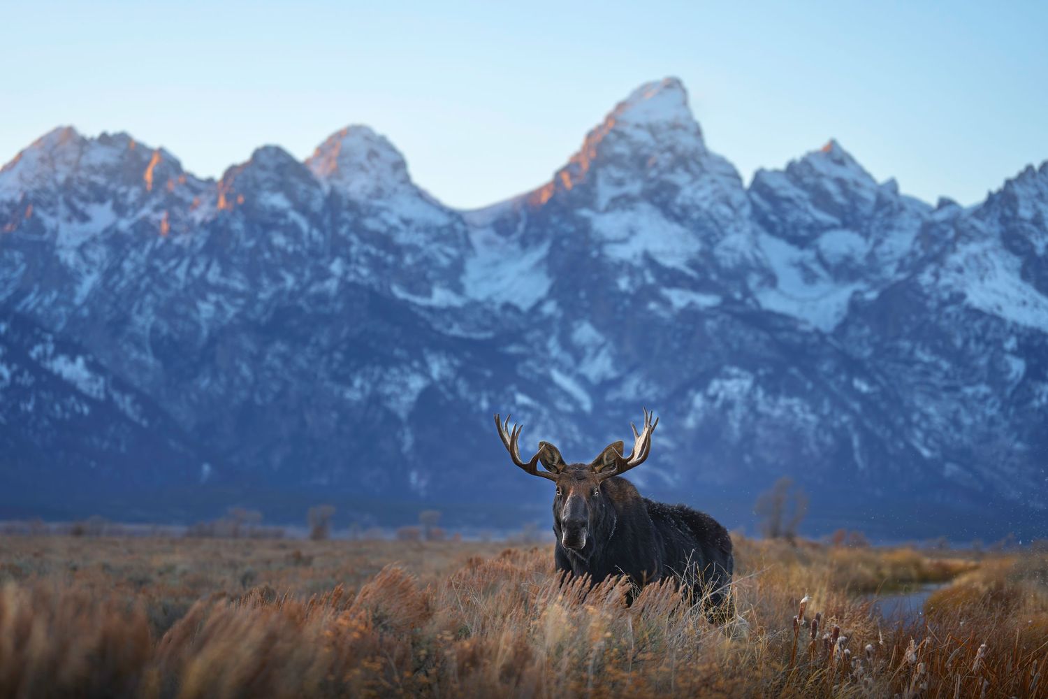 Dramatic mountain peaks of Grand Teton National Park rise above the autumn landscape as wildlife roams in the foreground.