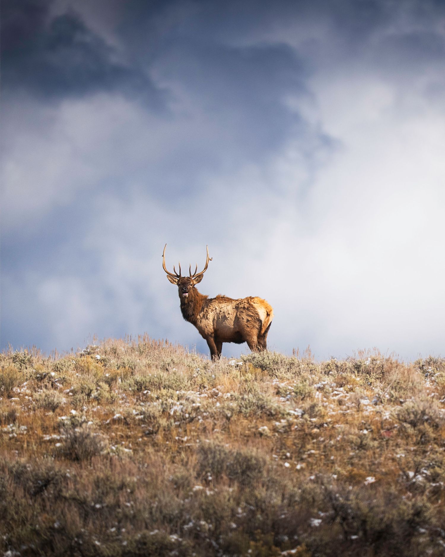 A majestic bull elk stands silhouetted against a dramatic cloudy sky on a hilltop ridge during golden hour.