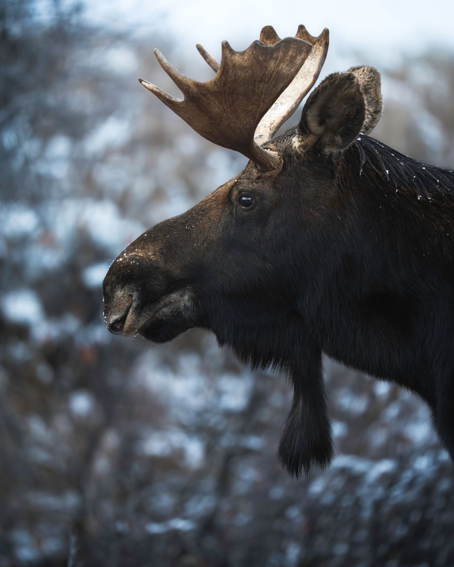 A close-up series of moose head profiles showing antlers against a blurred winter background in natural lighting.