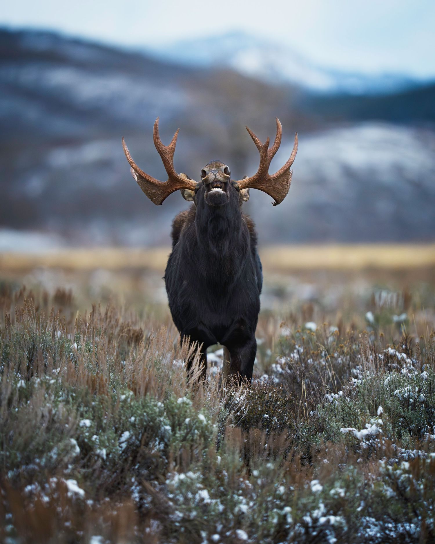 A moose with large antlers stands in a snowy field against mountain backdrop during dusk.