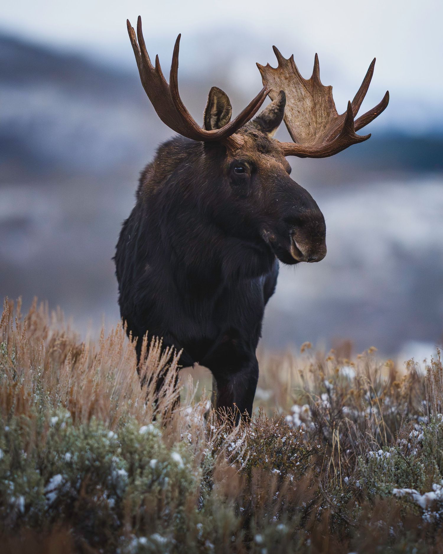 Large bull moose with massive antlers grazes among sagebrush in misty mountain terrain.