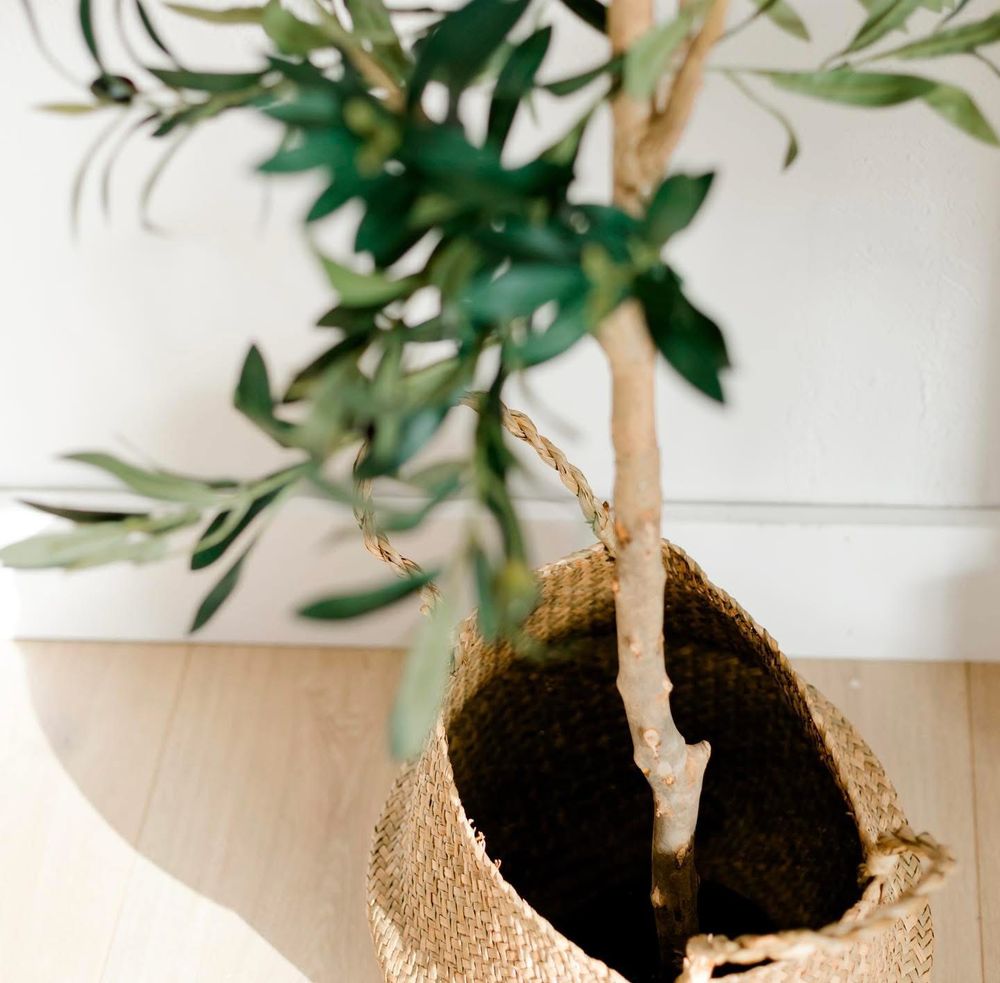 An olive tree in a natural jute basket planter on a light wood floor against a white wall.