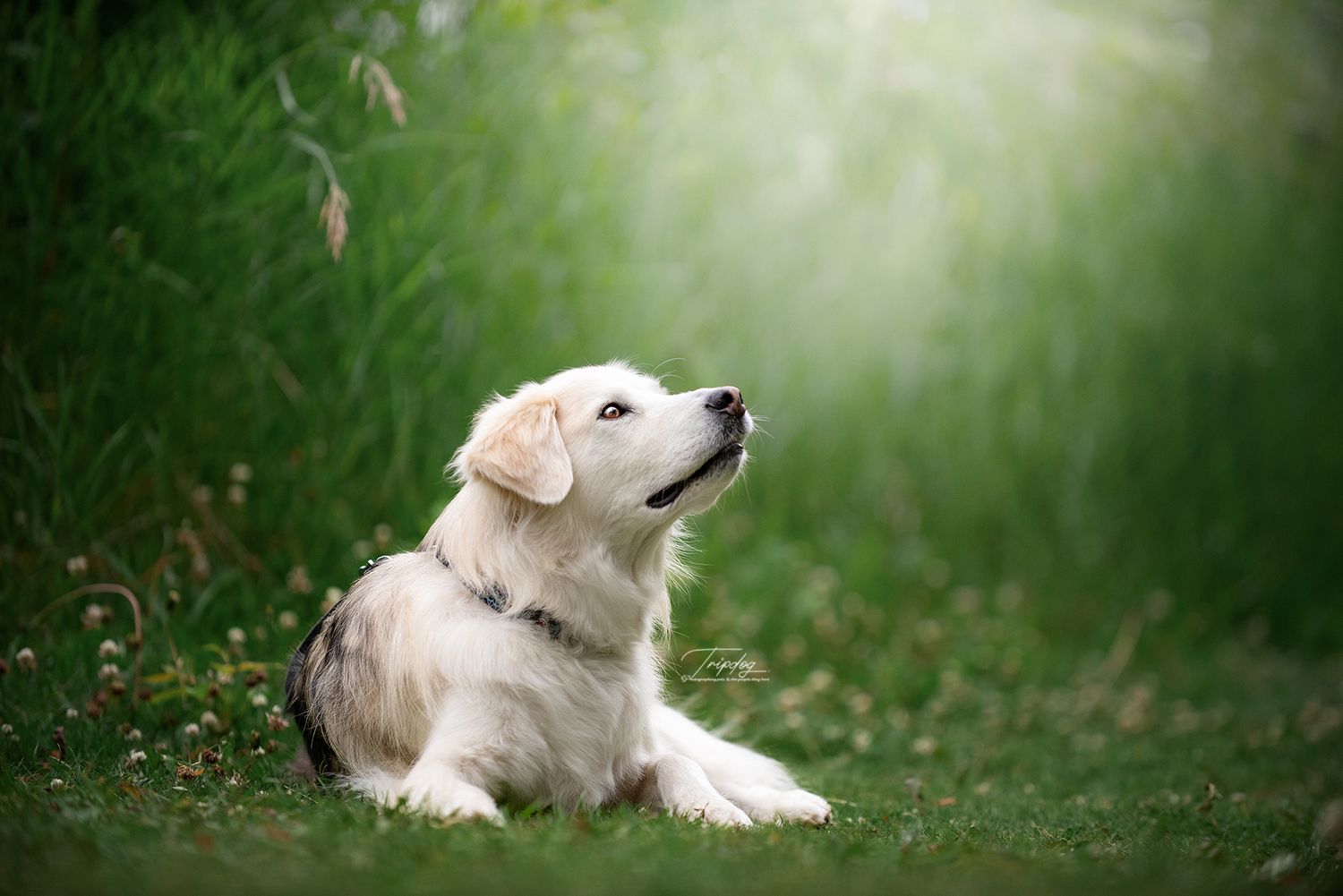 A golden retriever mix sits on green grass, gazing upward in soft natural light.