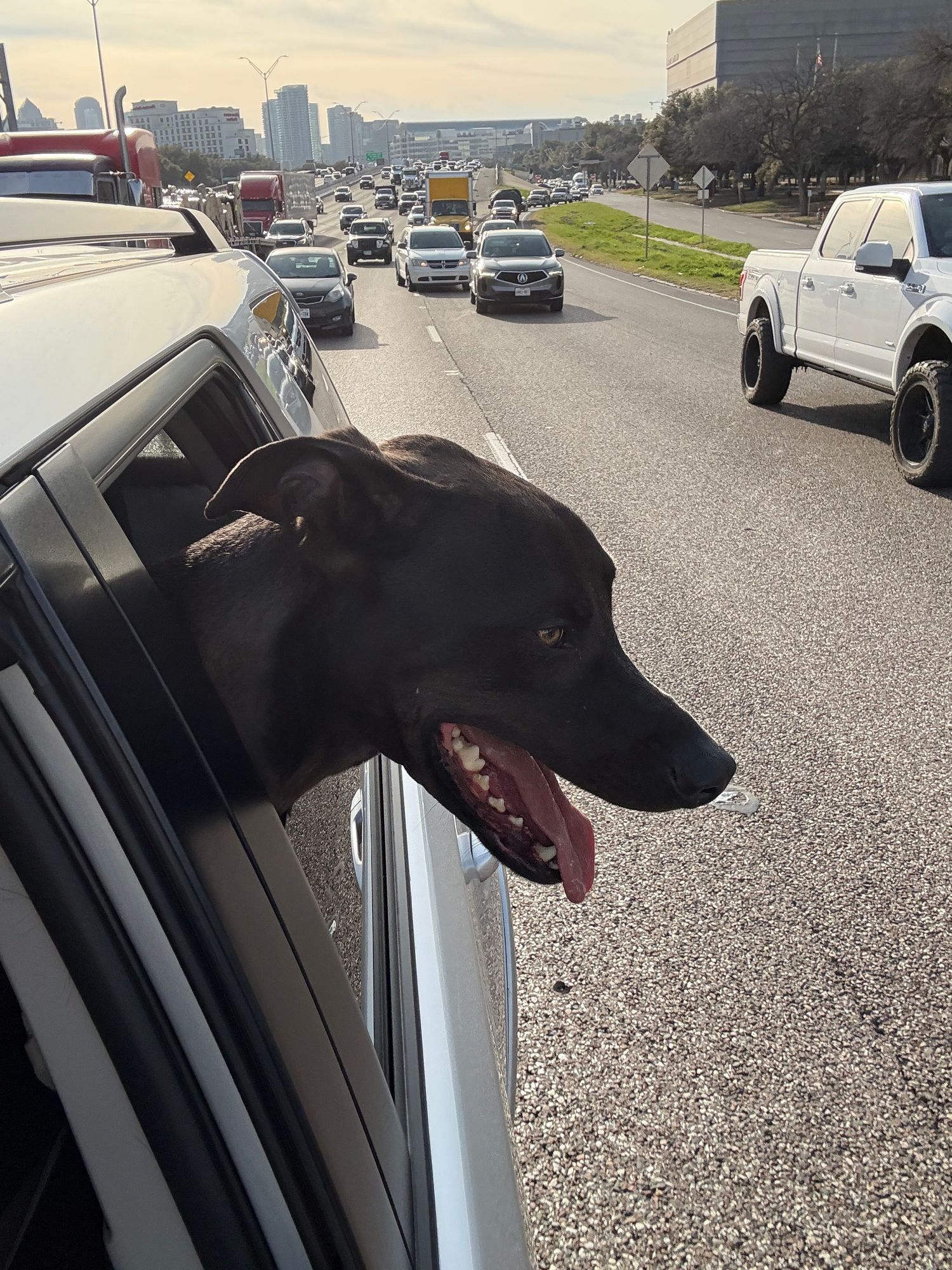 A black dog sticks its head out of a car window while stuck in traffic on a busy highway.