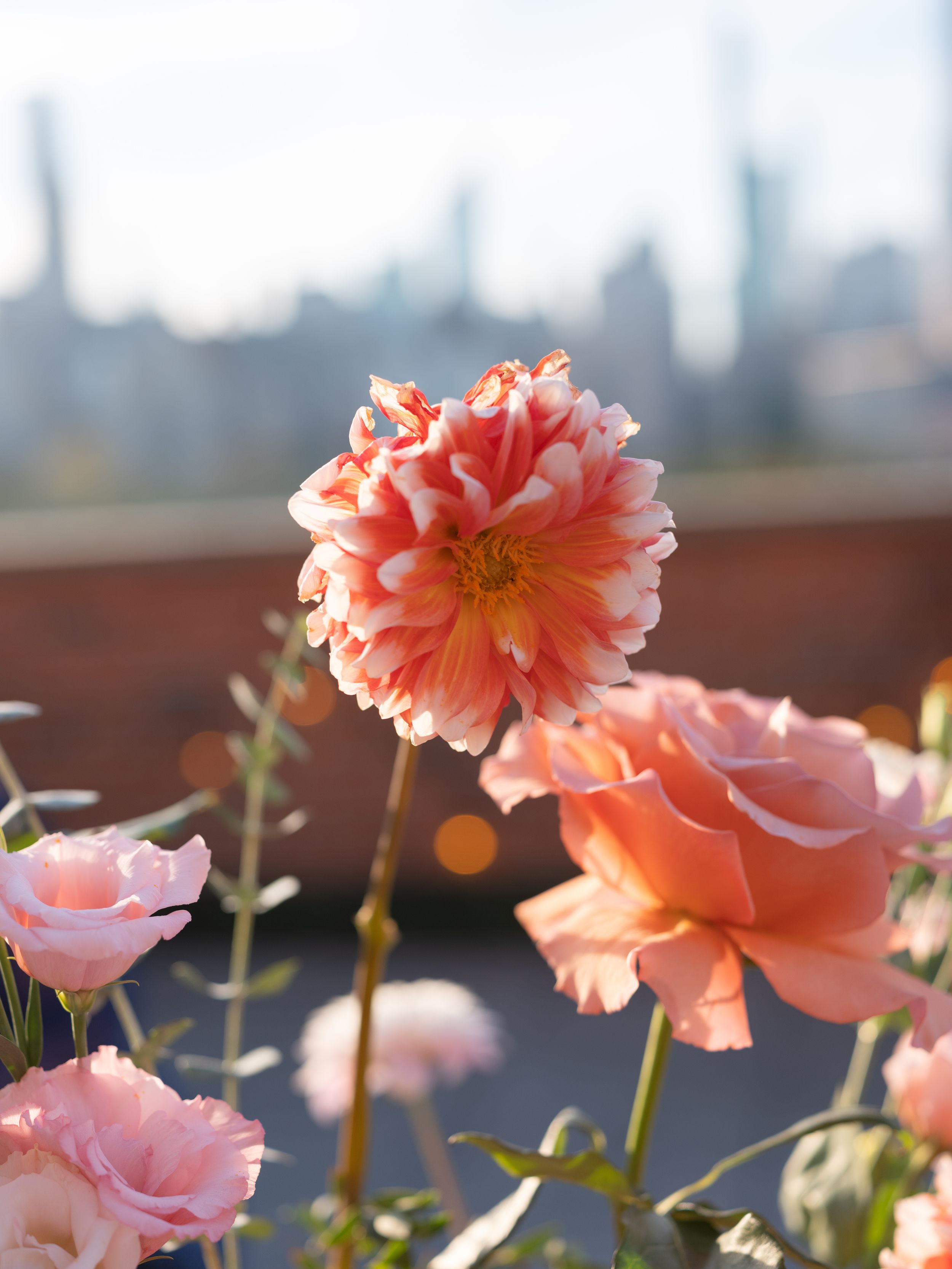 Pink dahlias and roses bloom in a rooftop garden with a soft city skyline backdrop in warm sunlight.