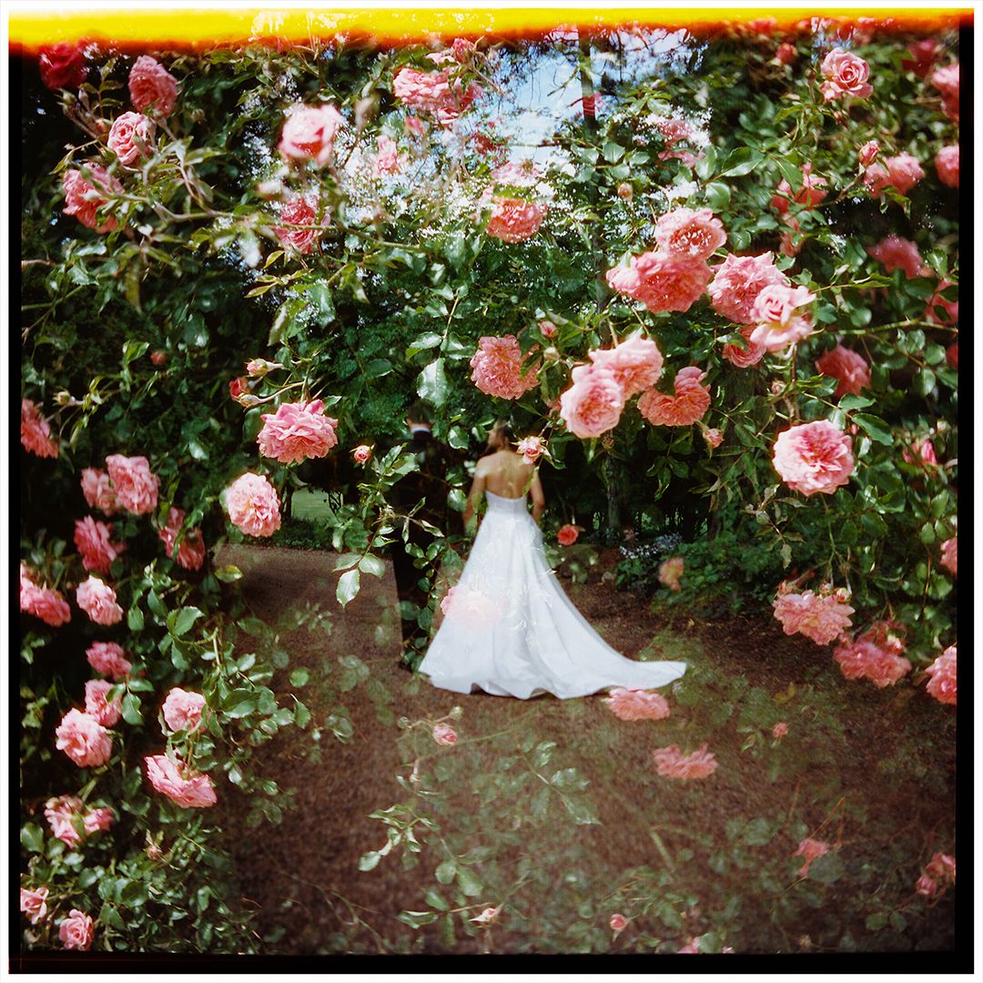 Pink roses bloom abundantly in a garden setting at sunset, creating a romantic and ethereal atmosphere.