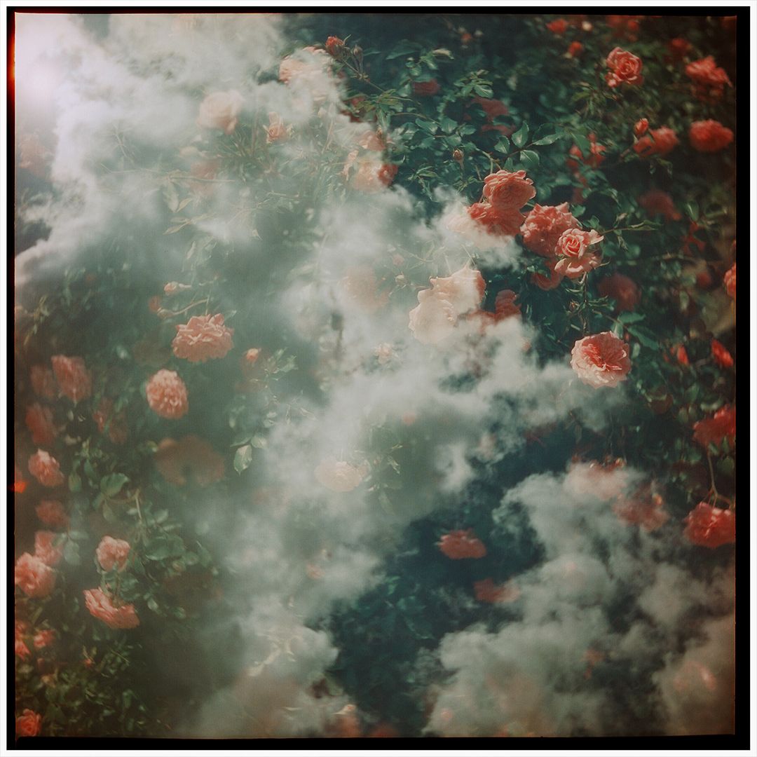 Dreamy pink roses bloom against a misty blue-green sky with soft clouds creating an ethereal atmosphere.