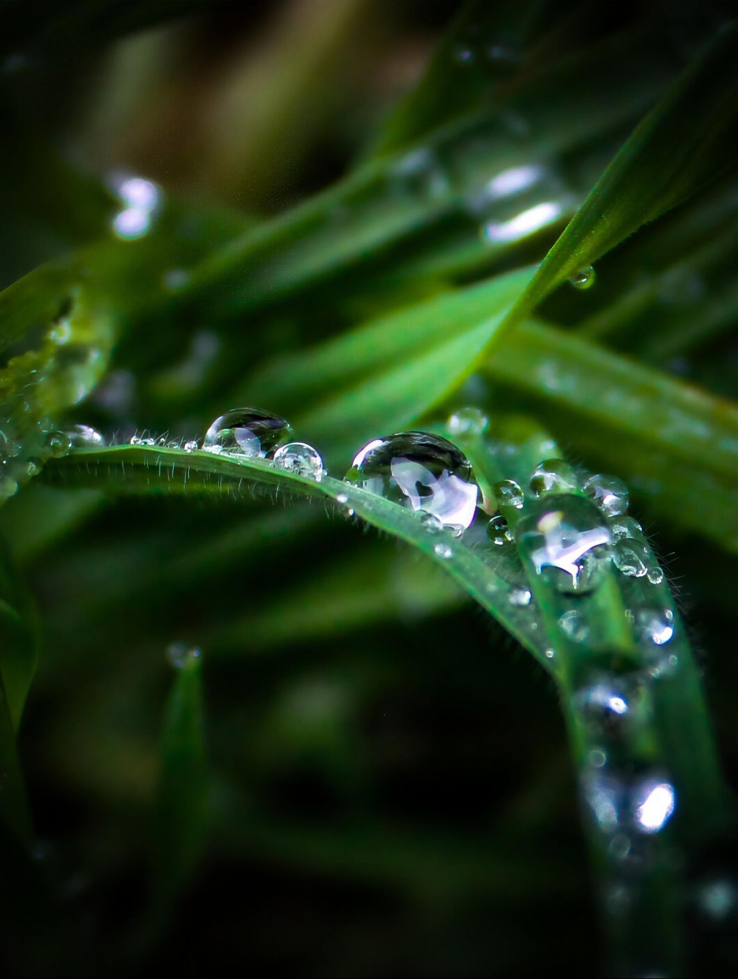 Gouttes d’eau sur feuille après la pluie, fraîcheur et détail, photographie nature