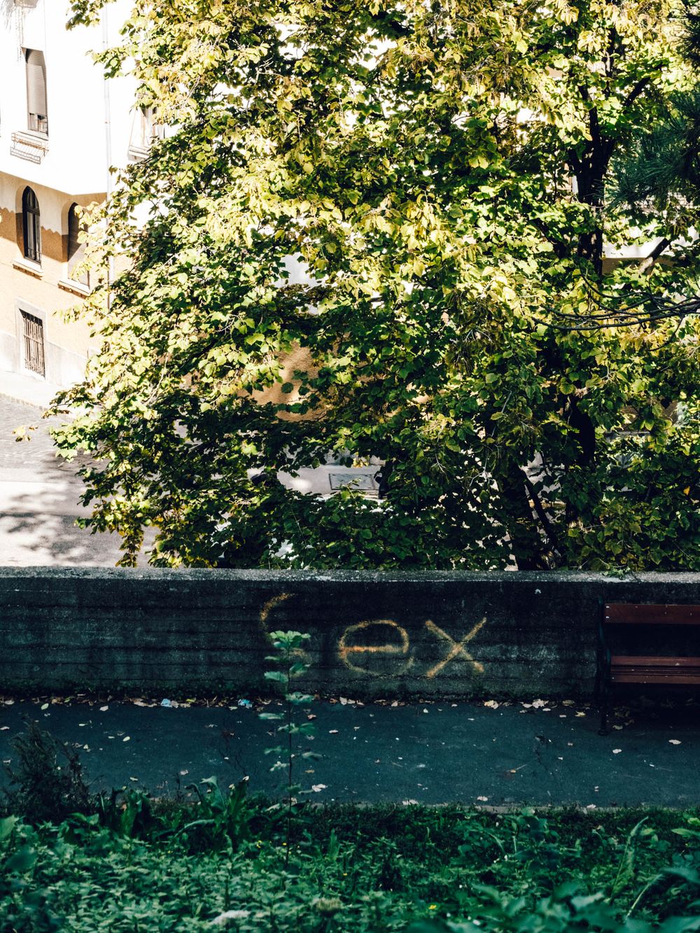 Graffiti on a concrete wall near a lush green tree and building in an urban outdoor setting.