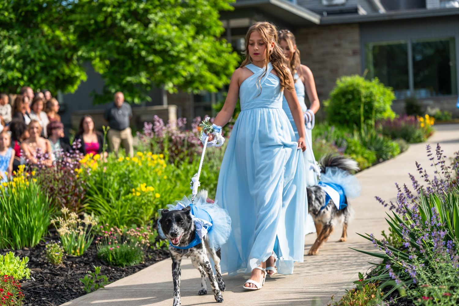 Flower girl in blue gown walking dogs down garden path during outdoor wedding ceremony.