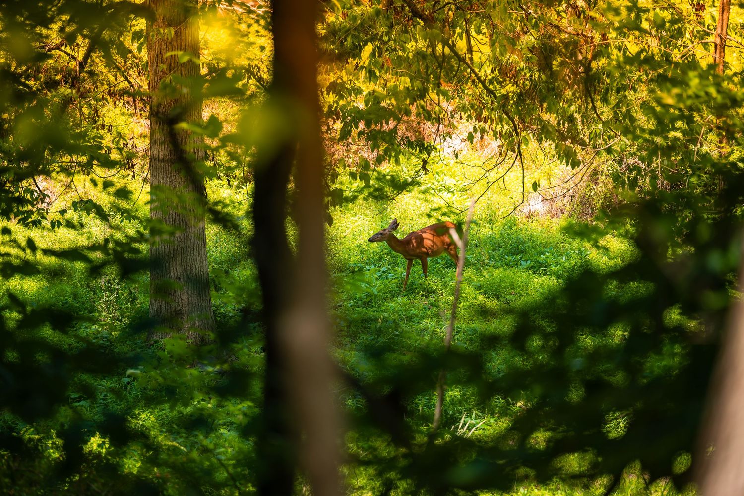 A deer stands among lush green forest undergrowth, partially hidden by trees and foliage in dappled sunlight.