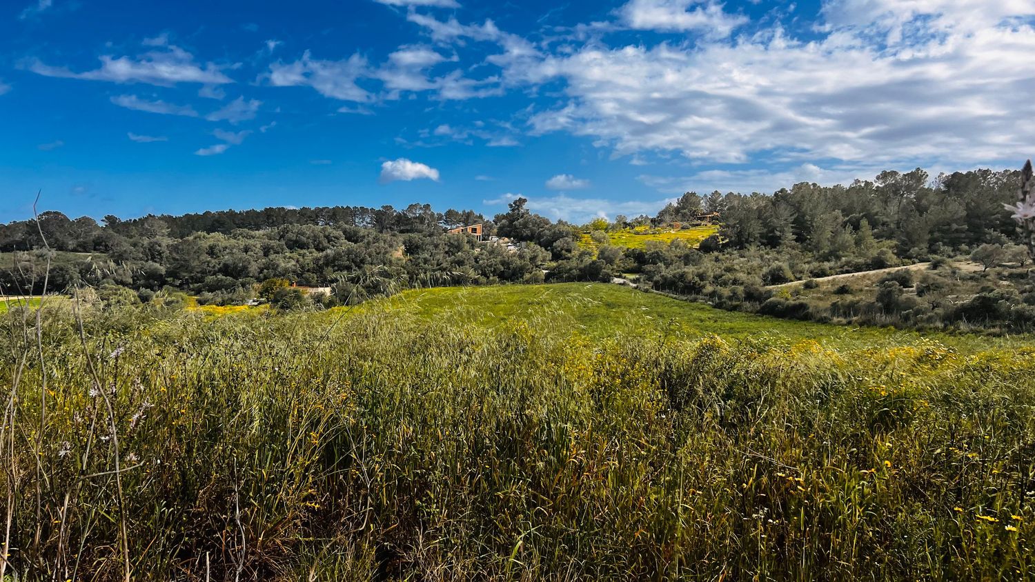 Rolling countryside landscape with blooming almond trees under bright blue sky and puffy white clouds in springtime.