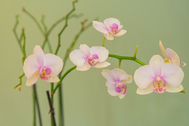 Delicate white and pink Phalaenopsis orchid blooms on a green stem against a soft green background.