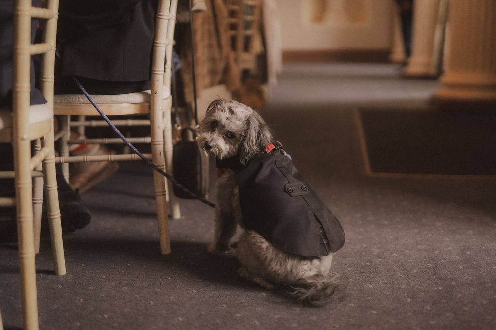 A small scruffy dog wearing a black jacket and red harness sits on carpet beside wooden chairs indoors.