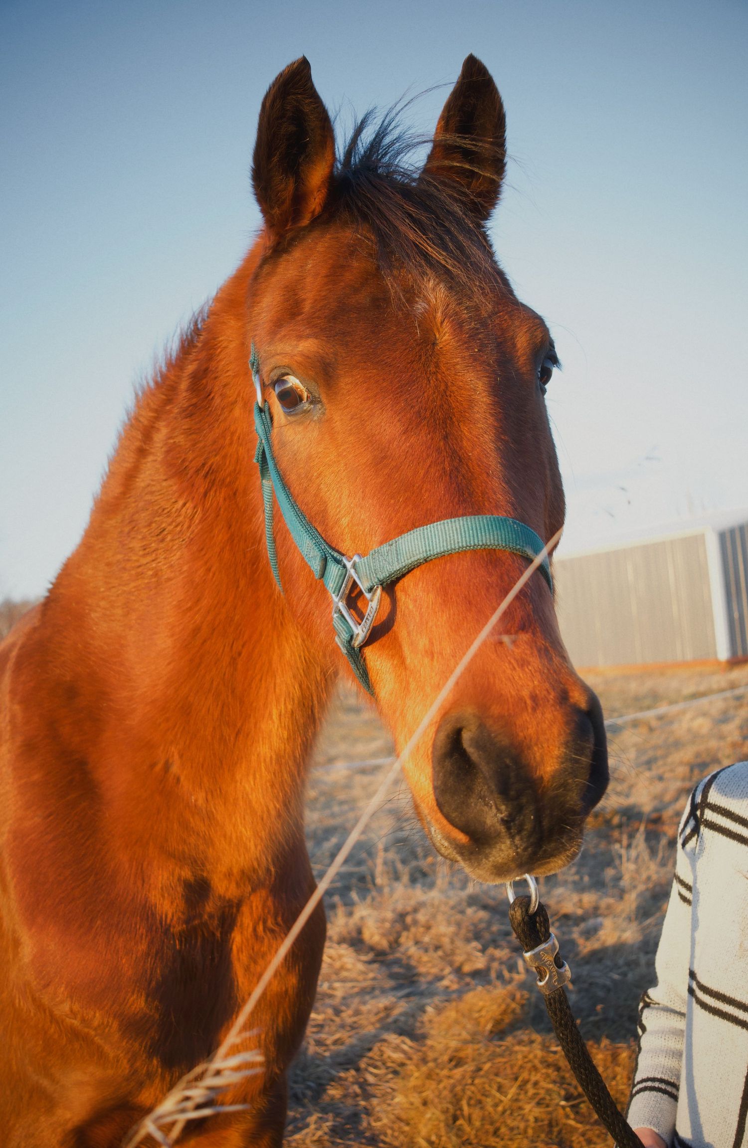 A chestnut brown horse wearing a teal halter stands in a sunny outdoor paddock, with dry grass visible in the background.