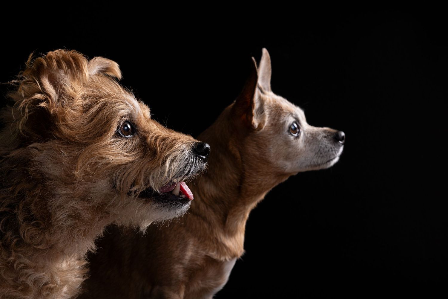 Two brown dogs posing together against a black background, one fluffy and one short-haired, both looking alert at fetching fido fotography.