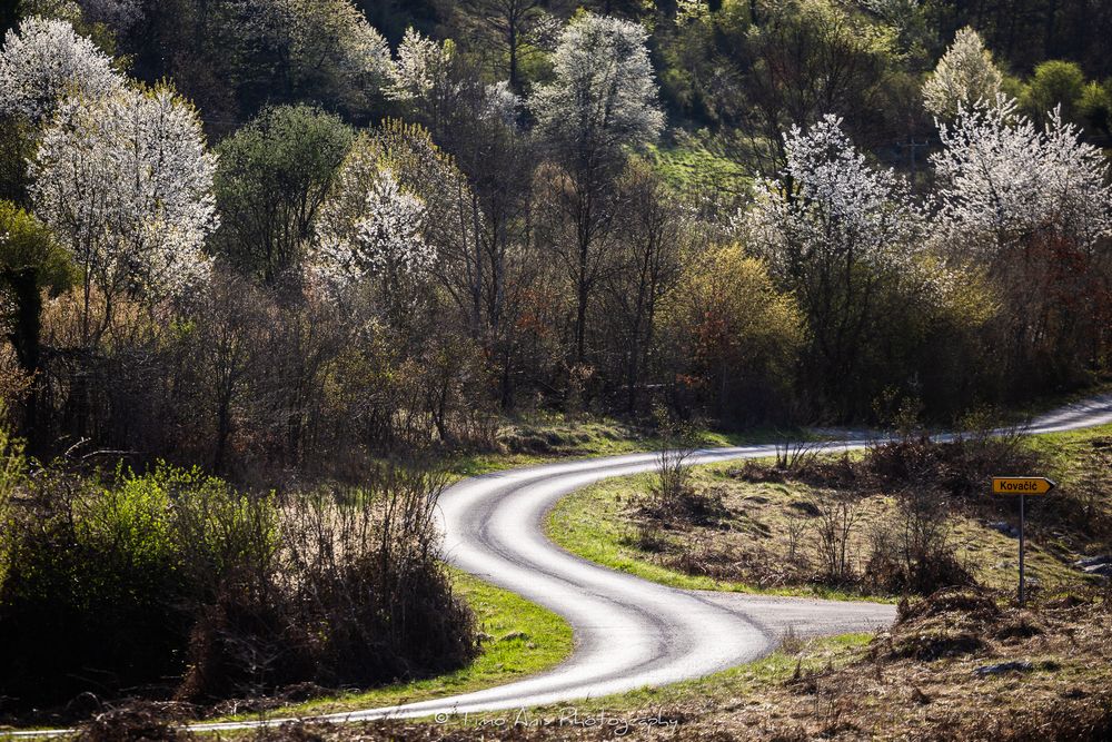 Winding rural road curves through a lush spring forest with blooming white trees on a sunny day.