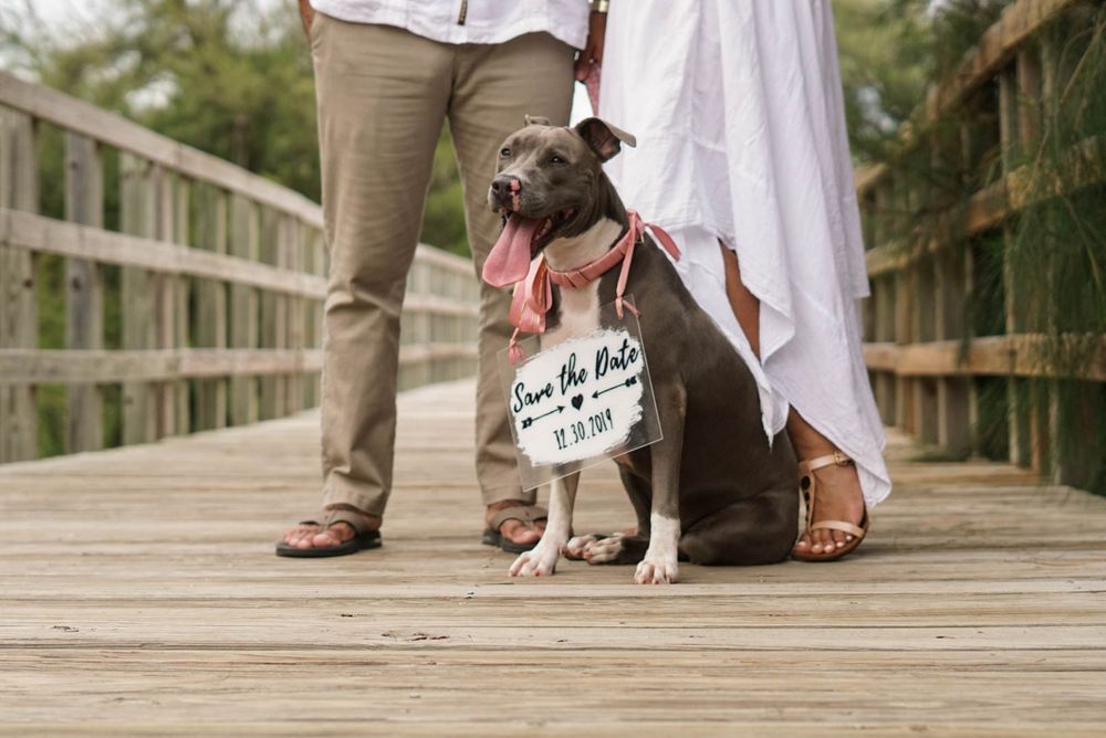Dog wearing a Save the Date sign sits on a wooden bridge between a couple during an engagement photo shoot.