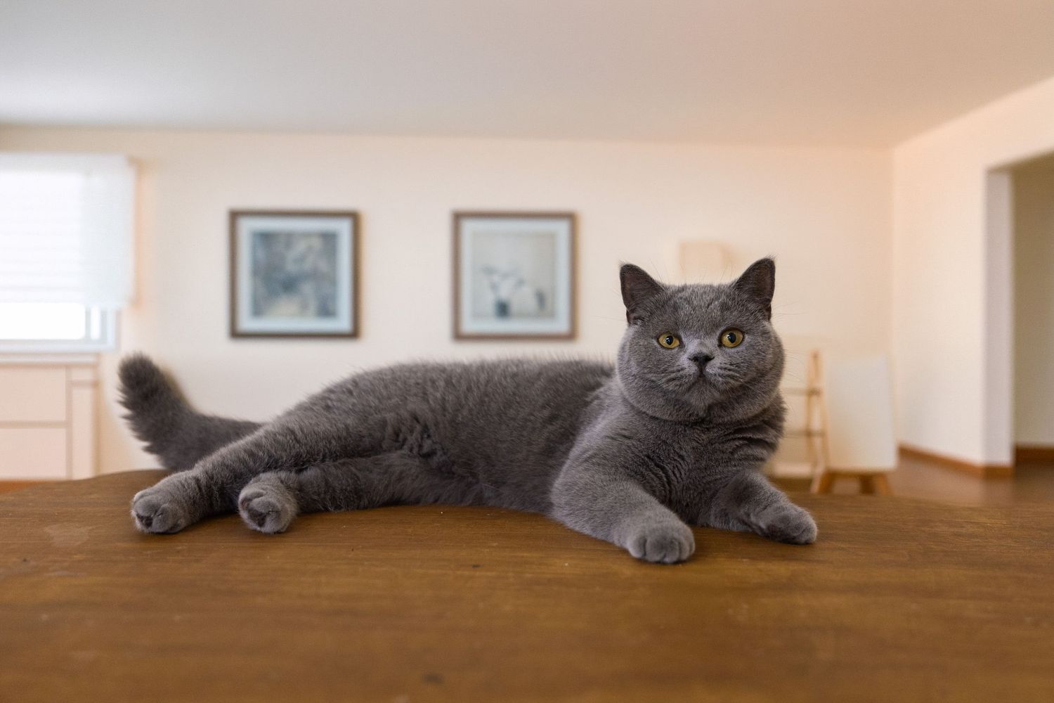 A regal British Shorthair cat with grey fur sits elegantly against a dreamy green background.