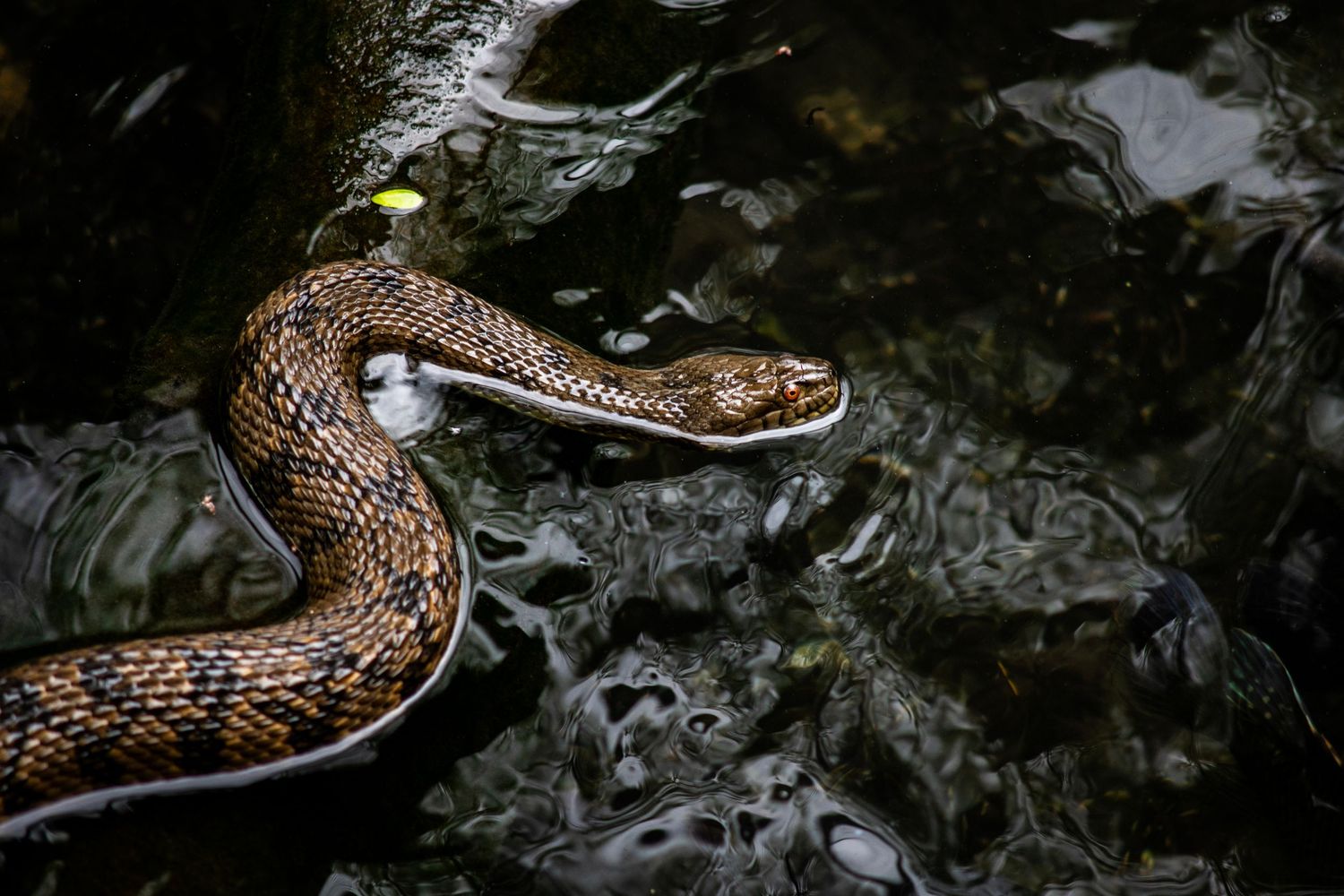 A brown and black patterned snake gliding through dark rocky water in its natural habitat.
