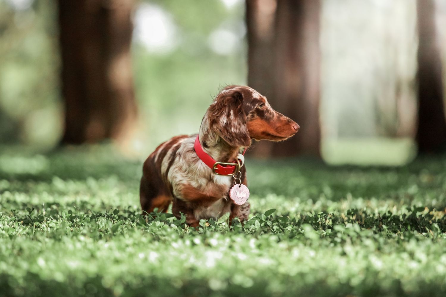 Dachshund puppy wearing red collar walking through green grass in wooded area.