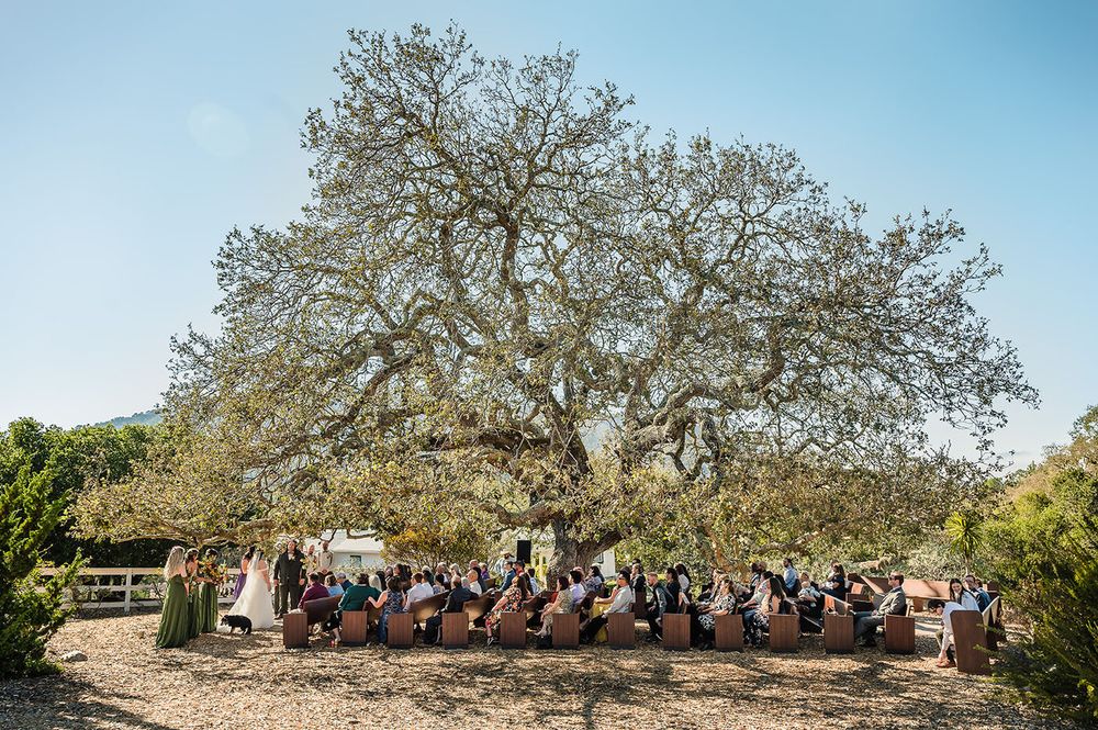 An outdoor ceremony takes place under a large sprawling oak tree as people gather in chairs for the celebration.