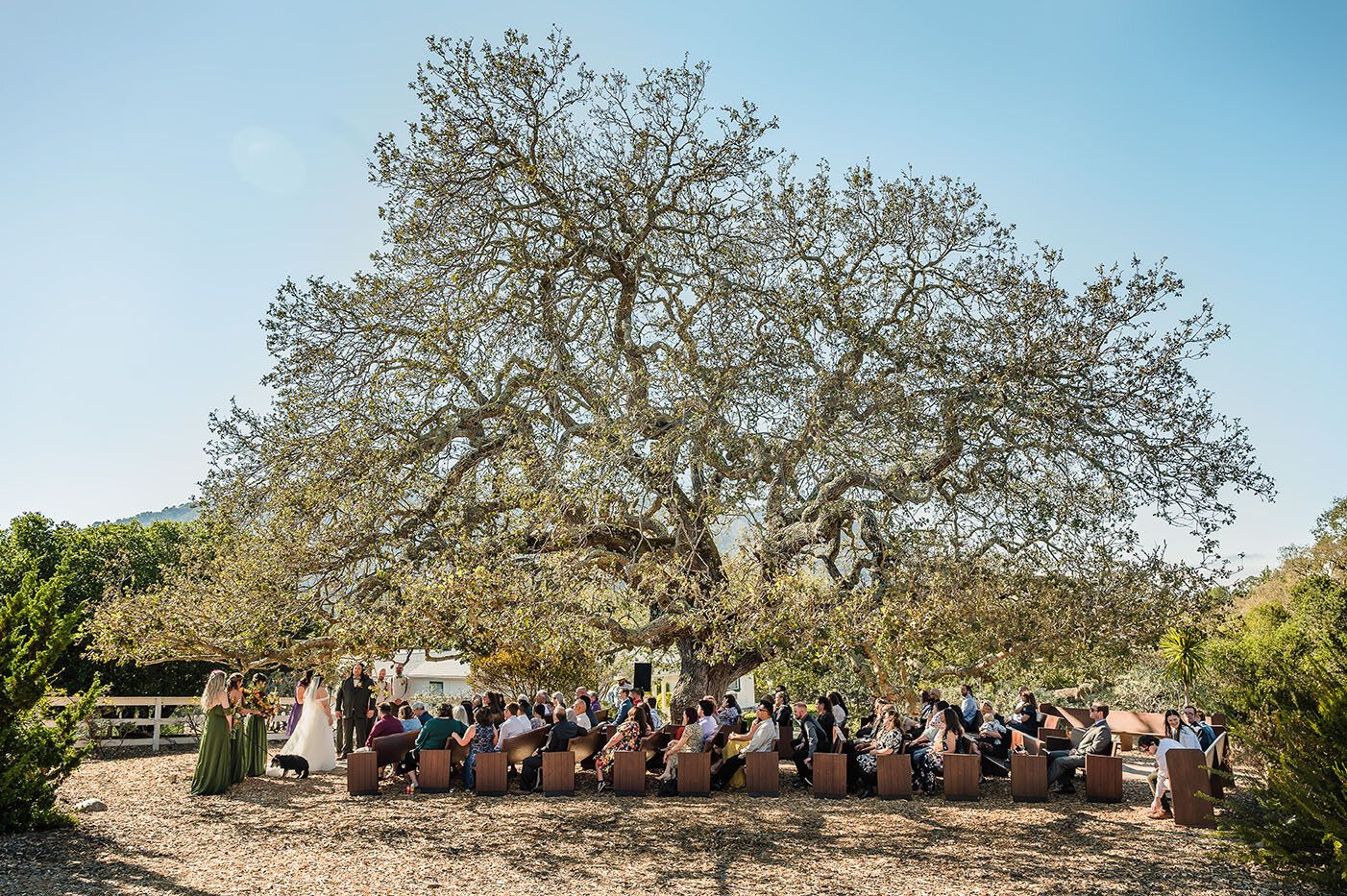 An outdoor ceremony takes place under a large sprawling oak tree as people gather in chairs for the celebration.