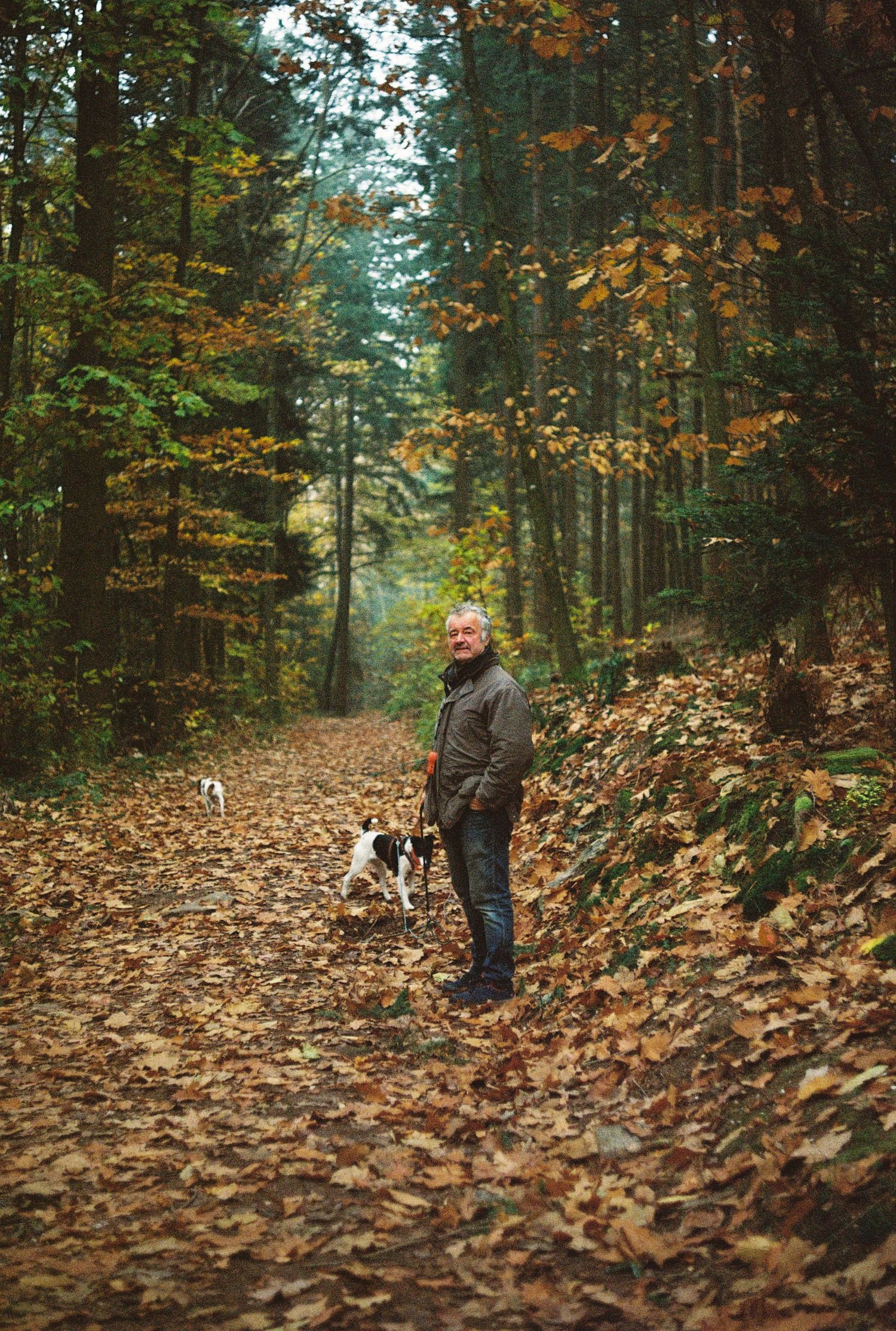 Person walking dog on leaf-covered forest trail during autumn.