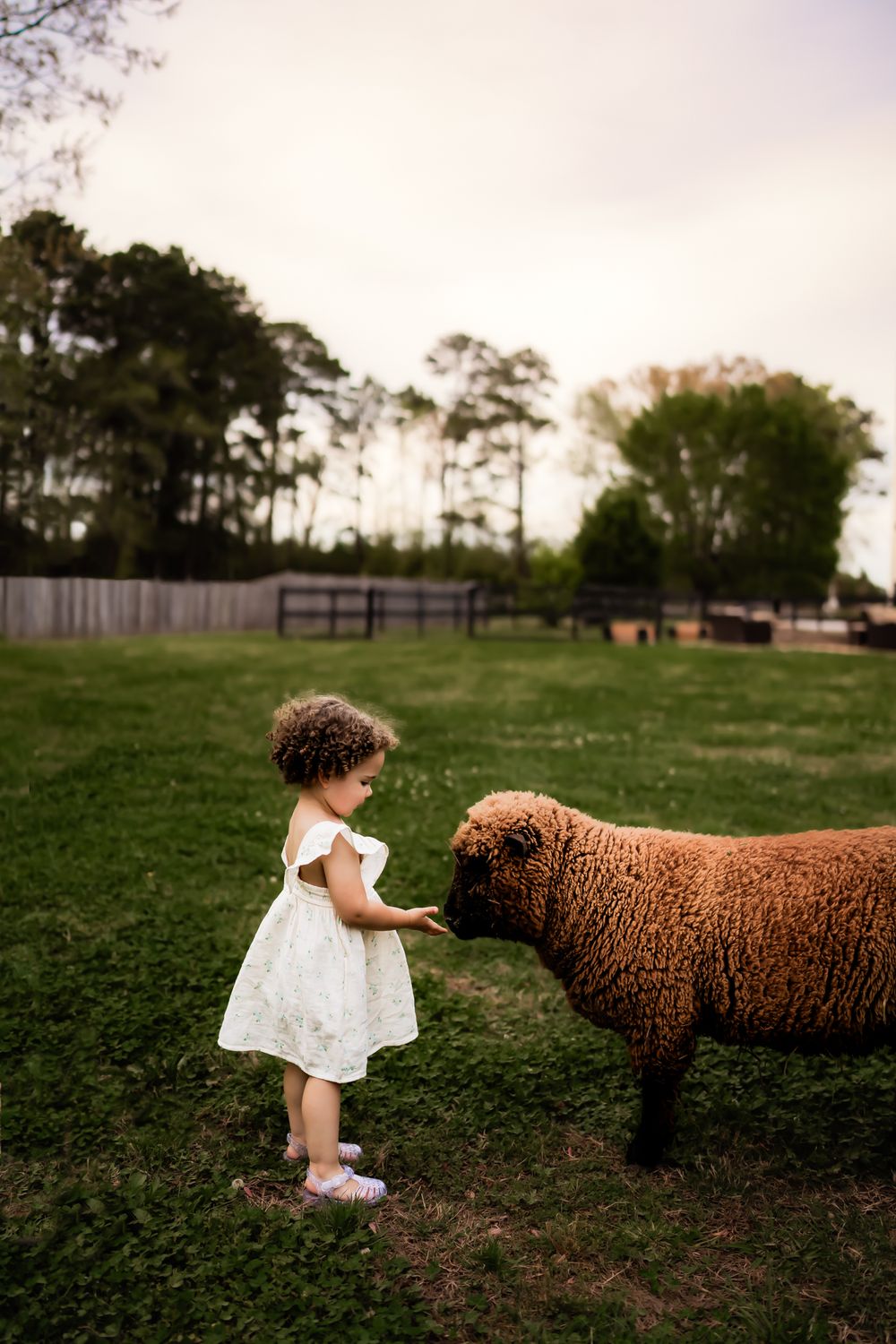 A small child in a white dress pets a large brown sheep on a grassy field at dusk.