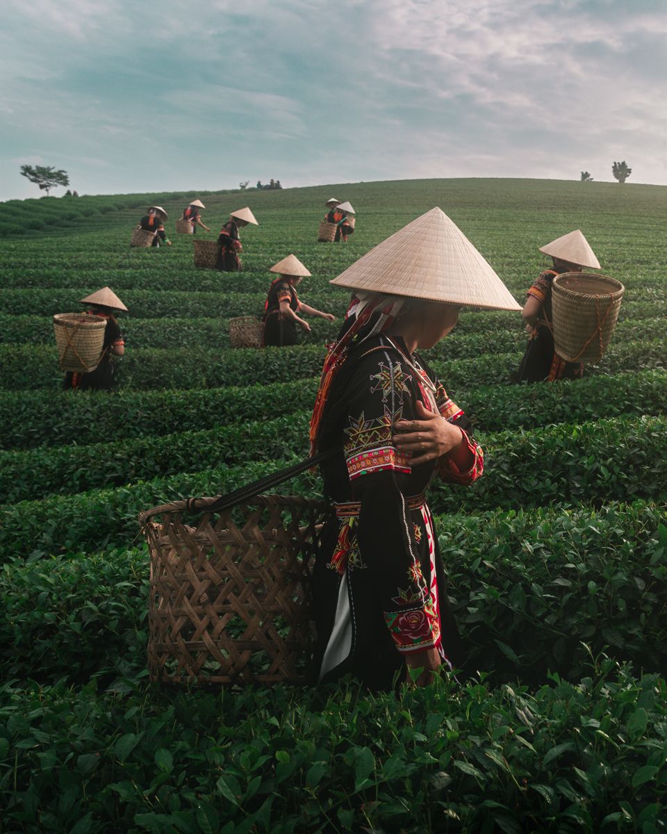 Farm workers in conical hats harvesting tea leaves on a lush green hillside plantation under cloudy skies.
