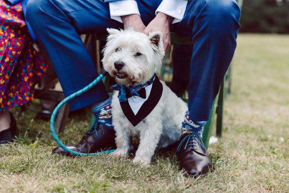 Small white dog wearing a bow tie and formal attire sits on grass next to dress shoes at outdoor event.