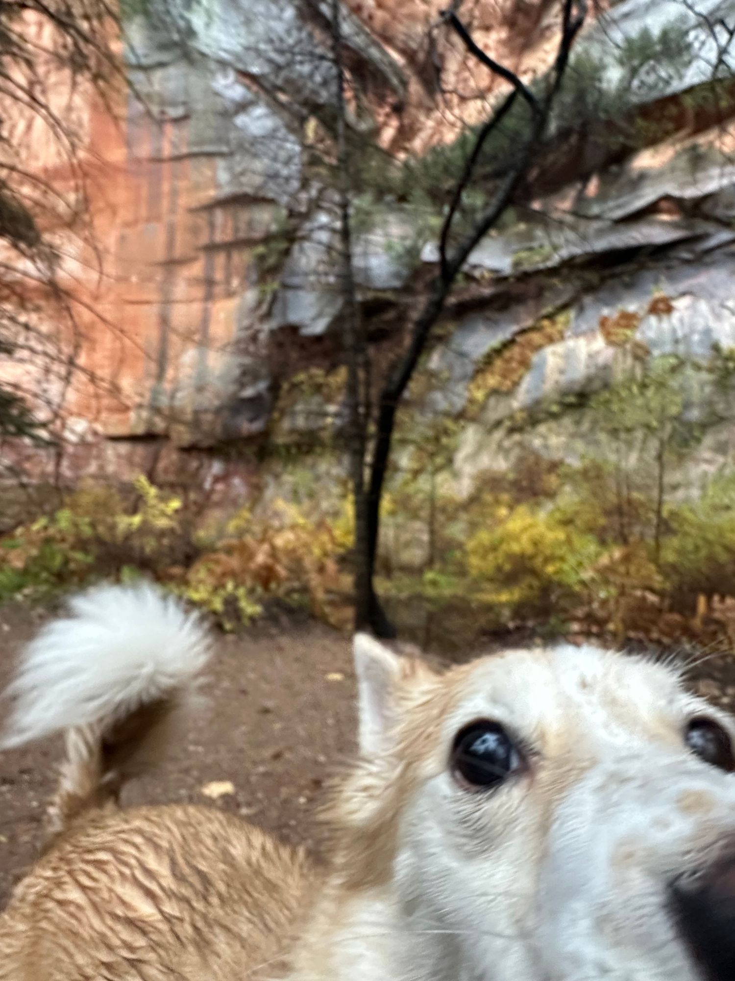 Silly Dog