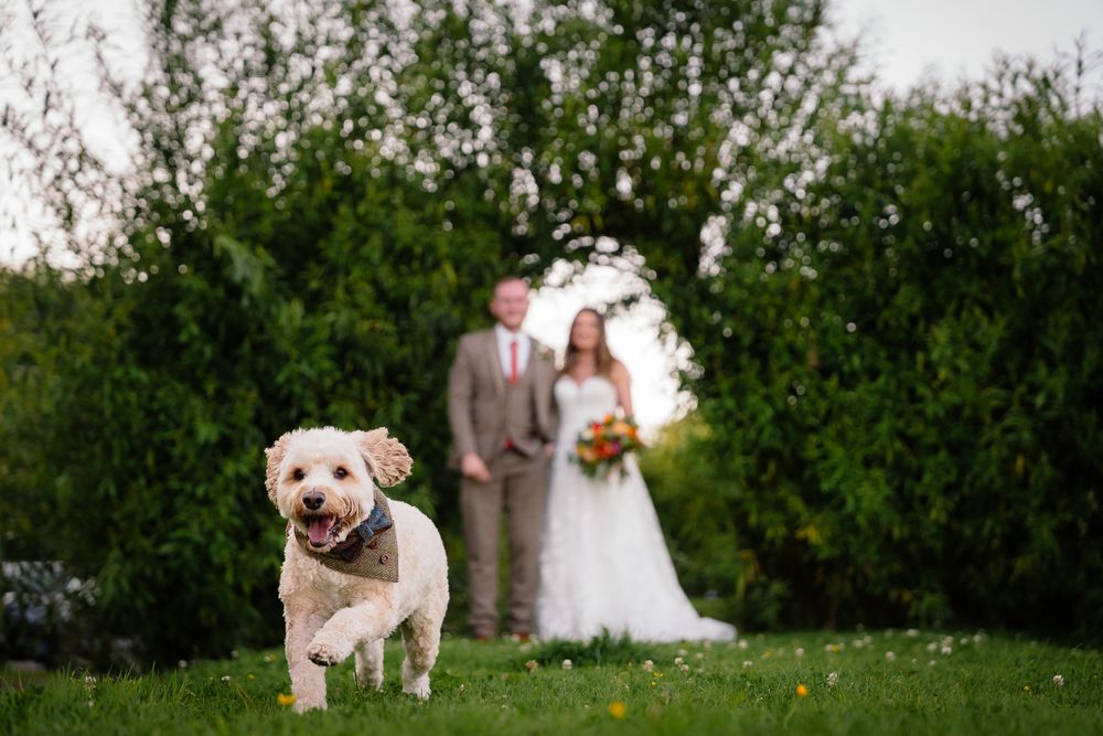 A white dog plays in a grassy outdoor area with trees and bushes in the background.