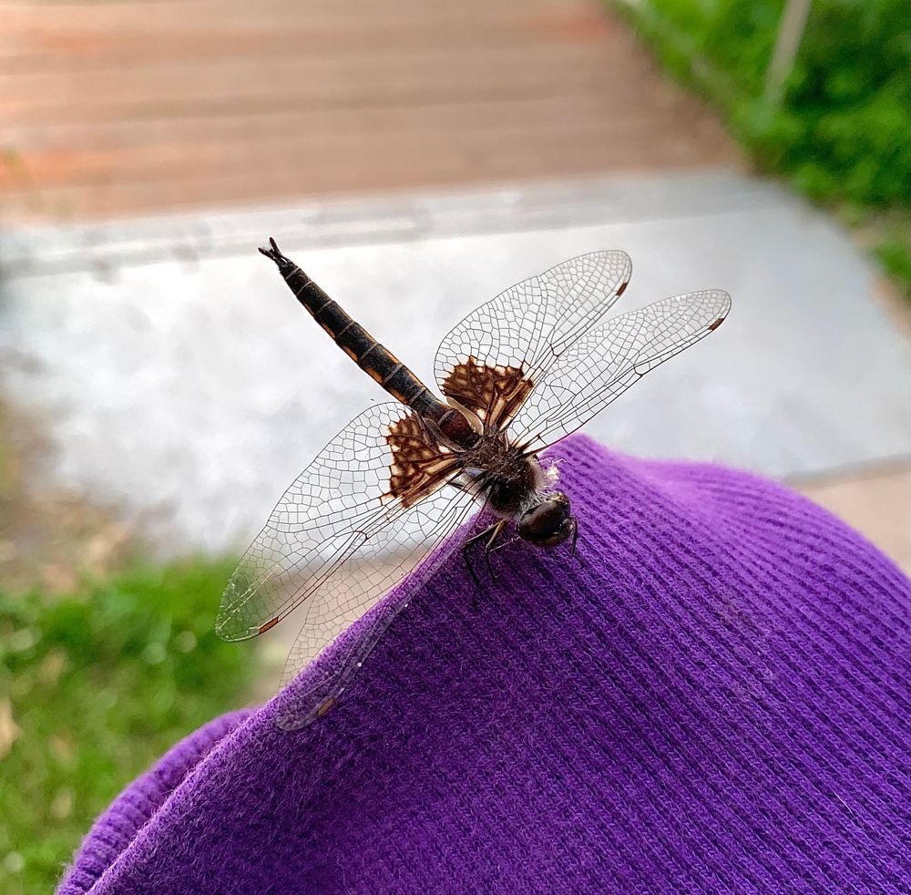 Dragonfly