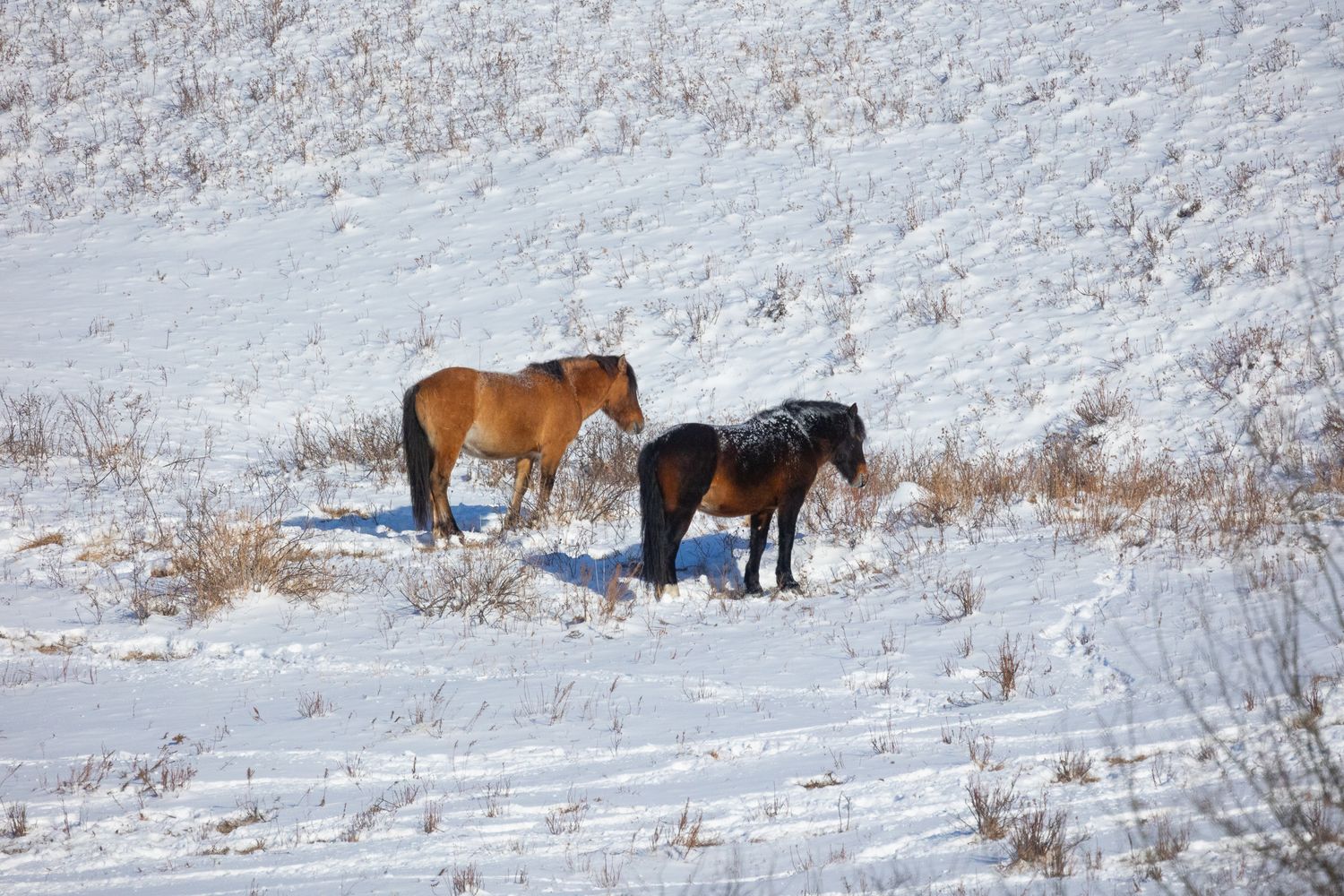 Two horses, one brown and one dark, standing together in a snowy winter landscape.